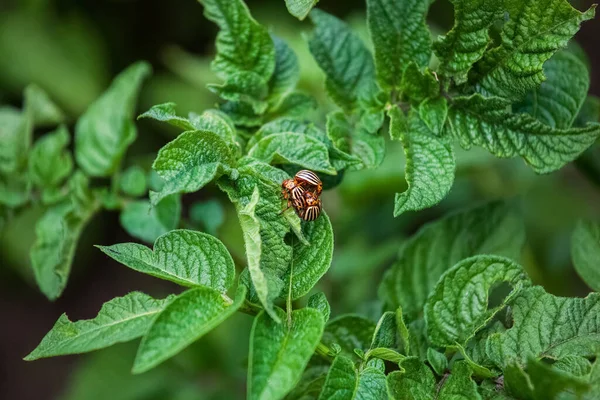 Reproduksi Kumbang Kentang Colorado Leptinotarsa Decemlineata Tiga Kumbang Colorado Duduk — Stok Foto