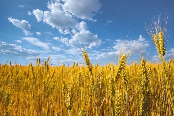 Malerisch Reifes Goldbraunes Feld Gelber Weizen Bei Sonnenuntergang Getreideernte Sommer — Stockfoto