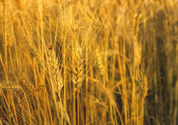 Die Reife Trockene Ähre Des Goldenen Weizens Den Tropfen Nach — Stockfoto