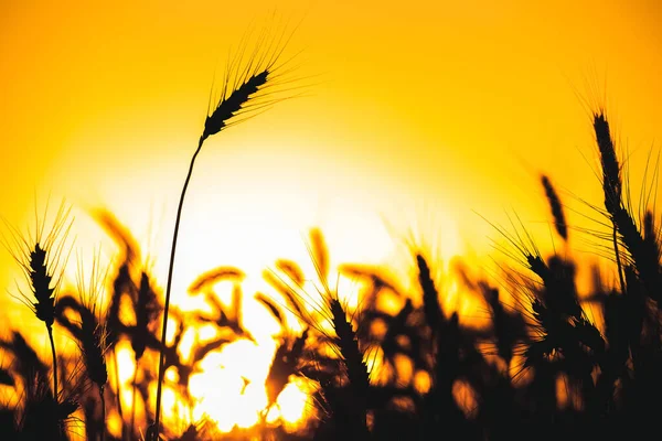 Weizenstacheln Nahaufnahme Auf Einem Hintergrund Sonnenuntergang Ernte — Stockfoto