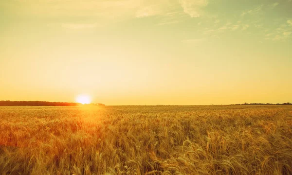 Malerisch Reifes Goldbraunes Feld Gelber Weizen Bei Sonnenuntergang Getreideernte Sommer — Stockfoto