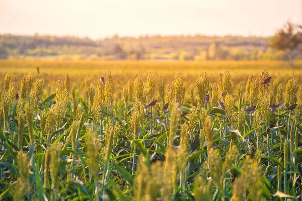 Arbustes Céréales Plantes Fourragères Sorgho Une Sorte Mature Poussent Sur — Photo