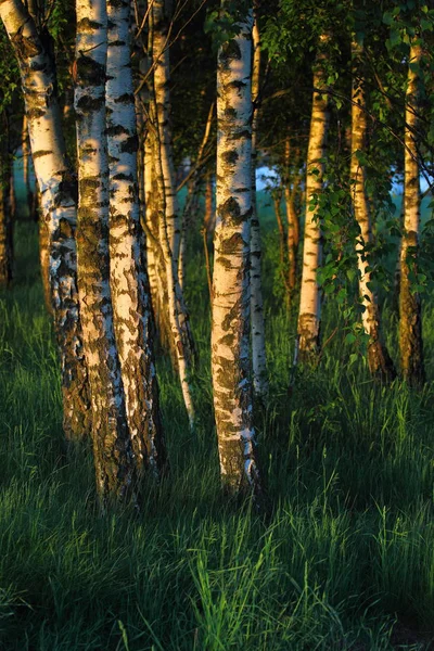 Berken Bomen Het Licht Van Dageraad Landschap Polen — Stockfoto