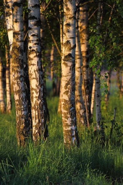 Birch Trees Dawn Rural Landscape Poland — Stock Photo, Image