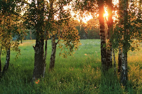 Birch Trees Meadow High Grass Summer — Stock Photo, Image