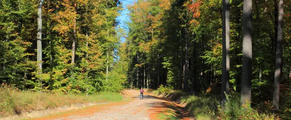 Podzimní Les Štěrková Cesta Lese Přední Pomořansko Polsko — Stock fotografie