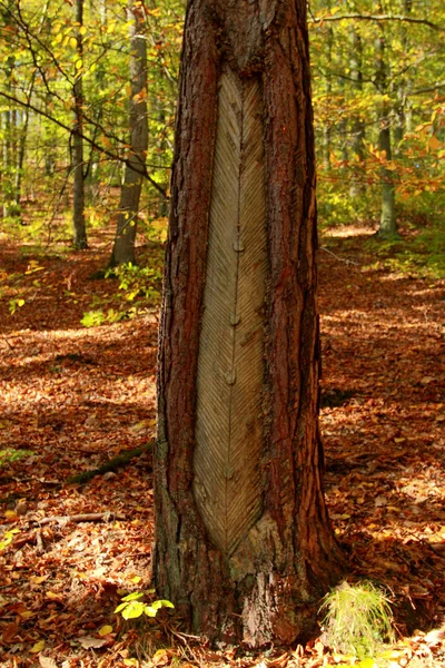 Old Method Softwoods Central Europe Cut Pine Bark Cup Collect — Stock Photo, Image