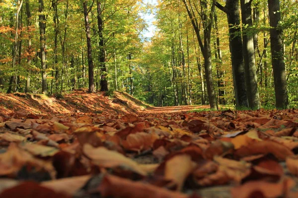 Podzimní Listí Les Podzim Polsko — Stock fotografie