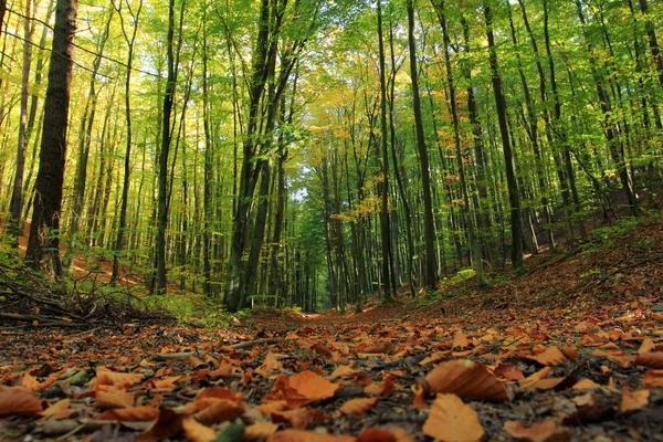 Floresta Outono Outono Floresta Polónia — Fotografia de Stock