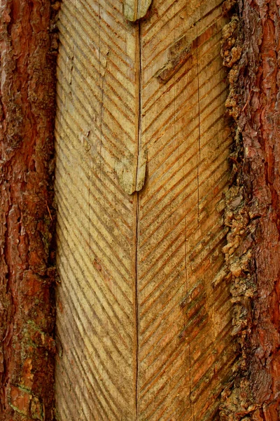 软木在中欧的一种古老的方法 切松树皮和一个杯子来收集树脂 秋天的季节 — 图库照片