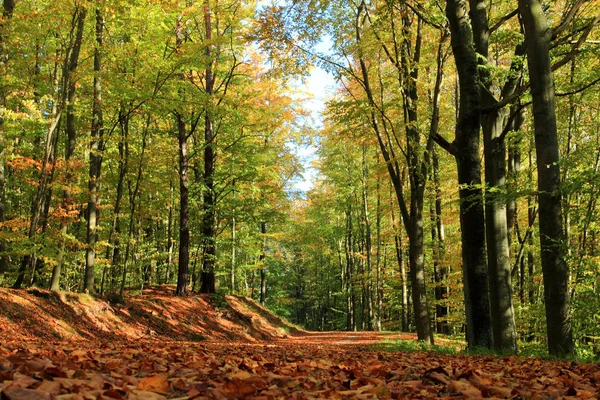 Outono Folhas Caídas Numa Floresta Polónia — Fotografia de Stock