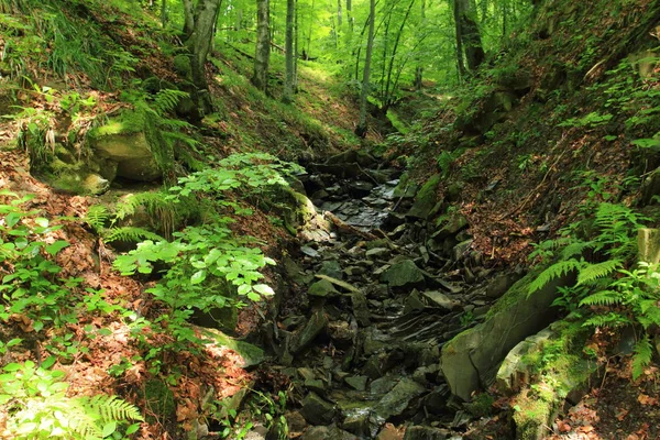 Little Stream Valley Wild Forest Bieszczady Mountains Poland — Stock Photo, Image