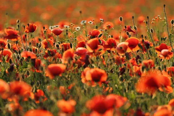 Campo Flores Amapola Tiempo Caliente Tarde Verano — Foto de Stock