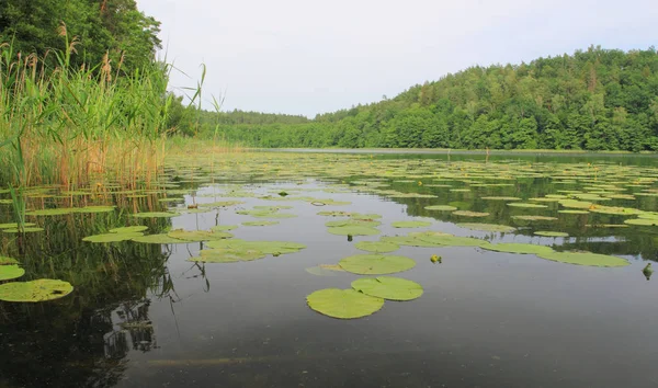 Waterlelies Het Wateroppervlak Lake Obst Masurien Regio Polen — Stockfoto