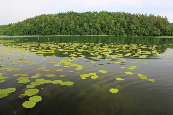 Lago Com Lírios Água Lago Obst Região Masurien Norte Polônia — Fotografia de Stock