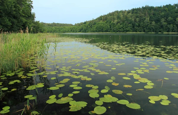 Hermoso Lago Bosque Lago Obst Región Masurien Polonia — Foto de Stock