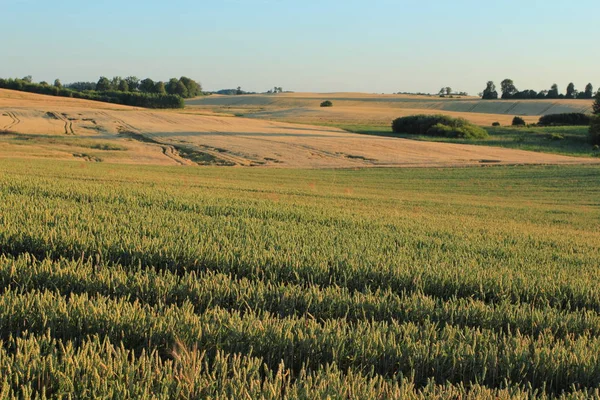 Pšeničné Pole Krajina Letním Období Polsku — Stock fotografie