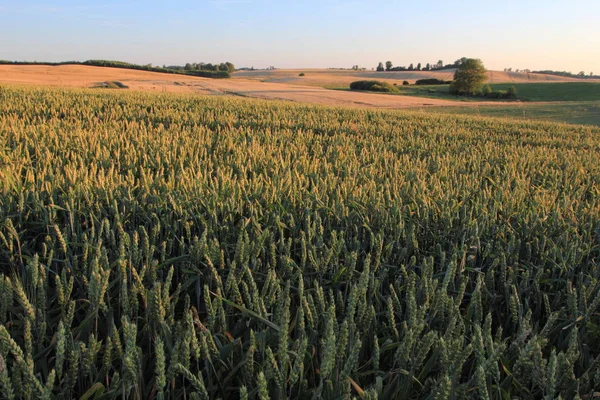 小麦作物夏季 农村景观 — 图库照片