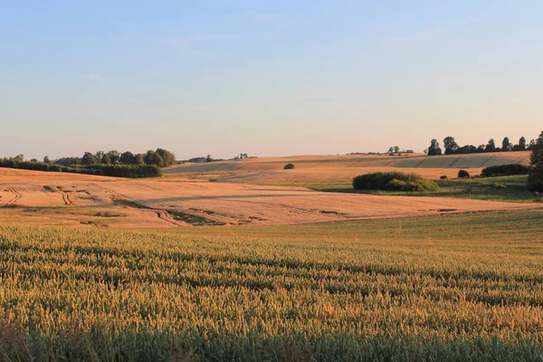 Weizenfeld Und Landschaft Masuren Polen — Stockfoto
