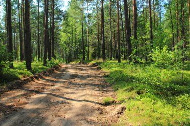 Gün doğumunda yaprak dökmeyen iğne yapraklı çam ormanında toprak yol veya yol. İskoç veya Scotch çam Pinus sylvestris ağaçları Polonya'da büyüyen ile Pinewood.