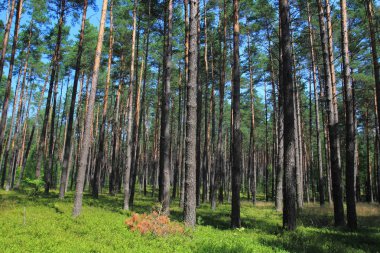 Çam ormanı. Polonya'da Manzara