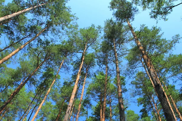 Hohe Kiefern Wald Vor Blauem Himmel — Stockfoto