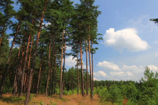 Pine Tree Edge Forest Poland — Stock Photo, Image