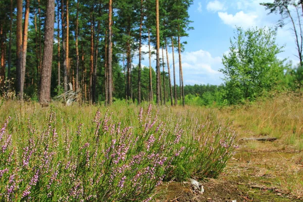 Heather Edge Pine Forest Poland — Stock Photo, Image