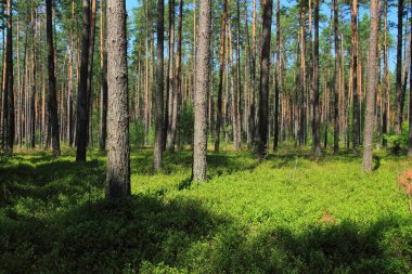 Yaz aylarında çam ormanı, Polonya