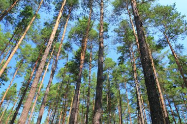 Mavi gökyüzüne karşı ormanda yüksek çam ağaçları