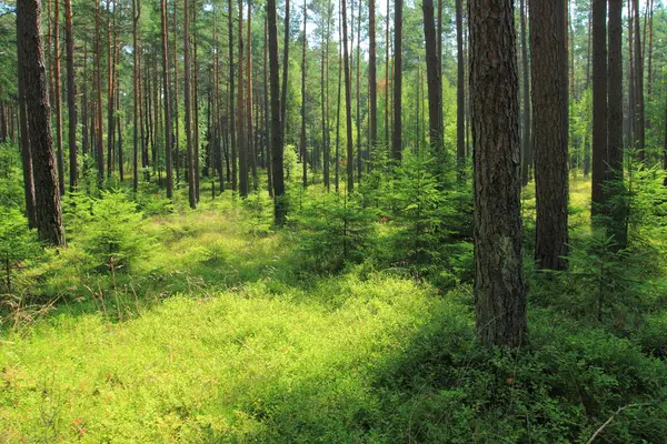波兰夏季的松树林 — 图库照片