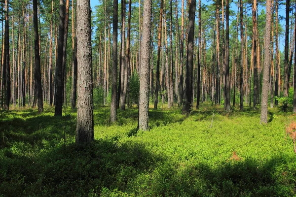 Dennenbos Zomer Polen — Stockfoto