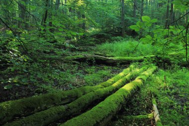 Yosun kaplı riparian ormanda eski kırık günlükleri, Cisowa Doğa Rezervi, Gdynia, Polonya