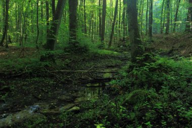 Yazın alüvyon ormanı. Cisowa Doğa Koruma Alanı, Gdynia, Polonya