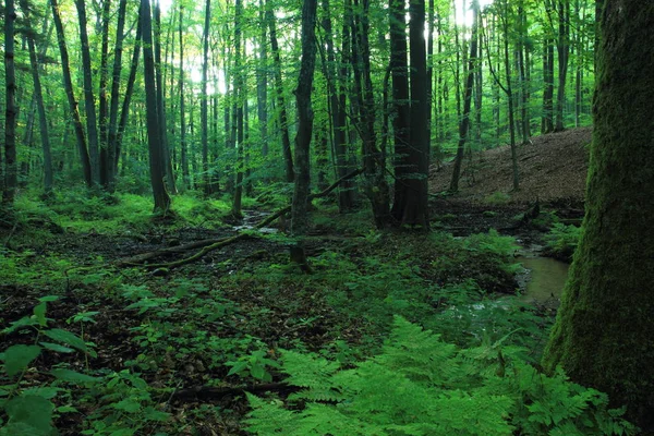 河岸森林 林中流 西索瓦自然保护区 格迪尼亚 — 图库照片