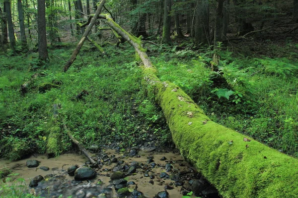 Tronco Árvore Velha Inchado Quebrado Coberto Musgo Reserva Natural Cisowa — Fotografia de Stock