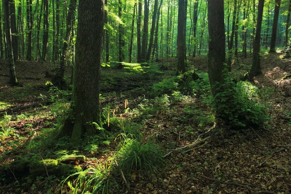 夏季的冲积森林 西索瓦自然保护区 格迪尼亚 — 图库照片