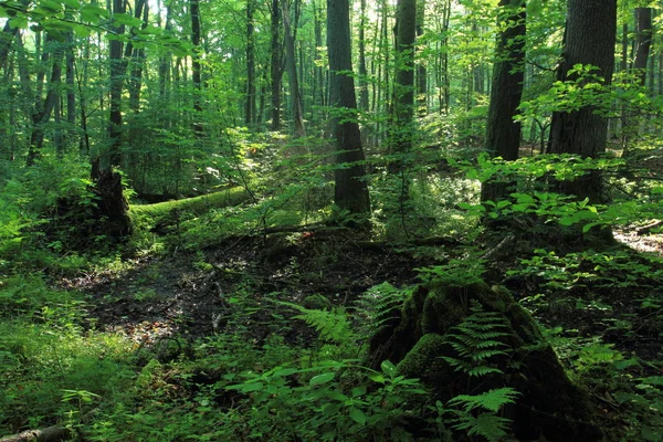 Floresta Ripária Gdynia Polônia Reserva Natural Cisowa — Fotografia de Stock