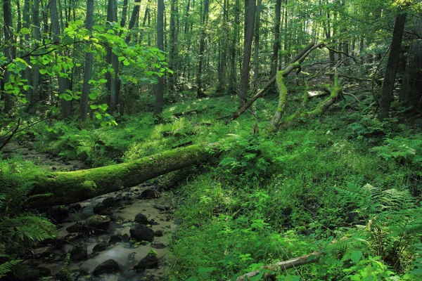 Fallen tree covered by moss in nature reserve, Cisowa Nature Reserve, Gdynia, Poland