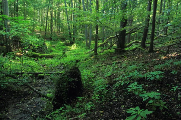 Oud Bos Zomer Riparian Forest Met Gevallen Bomen Cisowa Natuurreservaat — Stockfoto