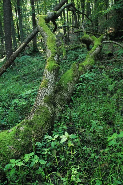 Впав Розбитий Стовбур Дерева Моху Природний Заповідник Ціхова Гдиня Польща — стокове фото