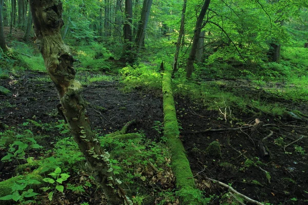 老树倒在冲积森林中 被青苔覆盖 西索瓦自然保护区 格迪尼亚 — 图库照片