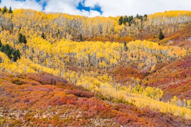 Sonbaharda Colorado tepeler haddeleme üzerinde kavak grove