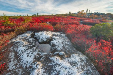 Sonbahar sabahı Dolly Sods West Virginia üzerinde