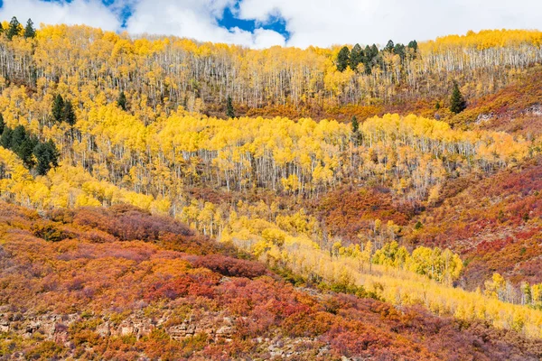 Aspen Bosque Sobre Colinas Rolantes Colorado Outono — Fotografia de Stock