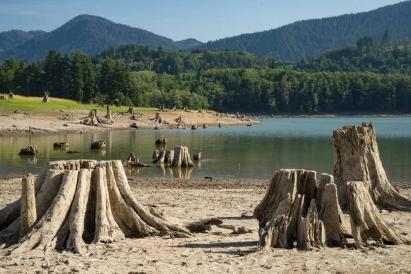 Old Tree Stumps Dal Disboscamento Lungo Lago Nello Stato Washington — Foto Stock