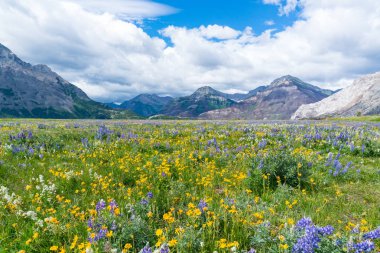 Kır çiçeği çayır yakınındaki Waterton Göller Milli Park, Alberta, Kanada