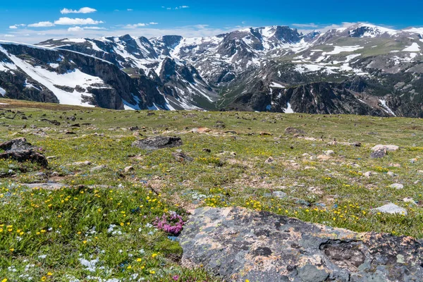 Beartooth Mountains Wild Flowers Beartooth Pass Wyoming — Stock Photo, Image