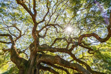 Angel Oak canlı meşe ağacı