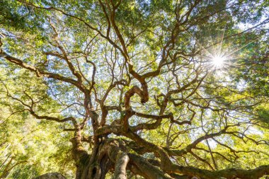 Angel Oak canlı meşe ağacı